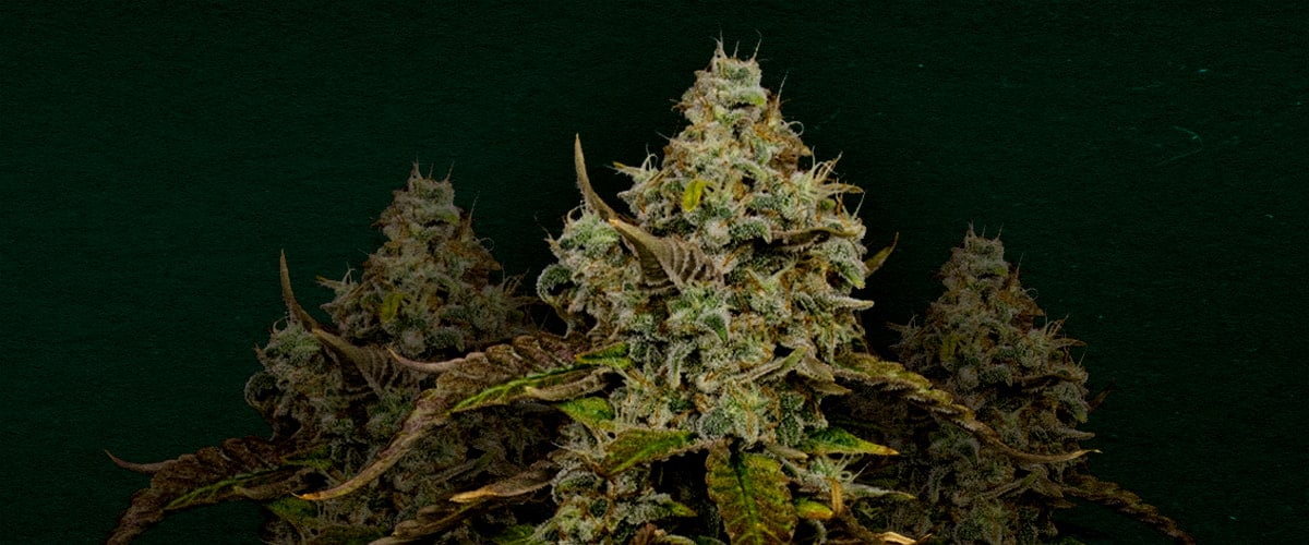 Haze Berry: Best cannabis strain for cloning Why Haze Berry is one of the best strains for cloning