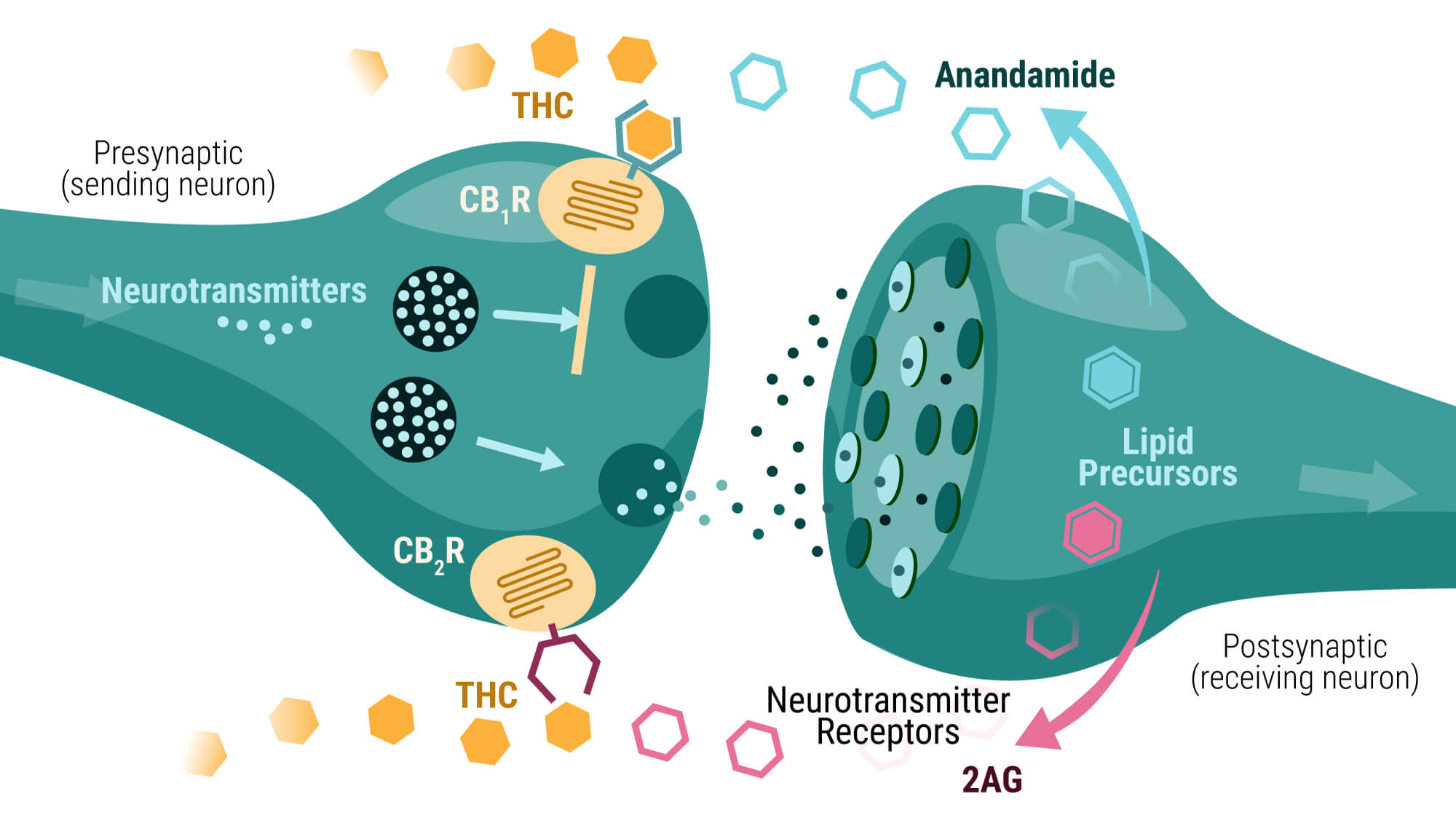 What is anandamide and how does it help marijuana users? - CannaConnection