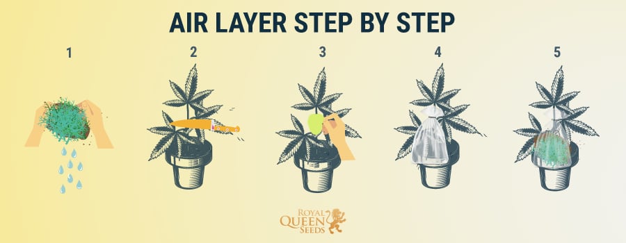 Air Layer Step by Step 