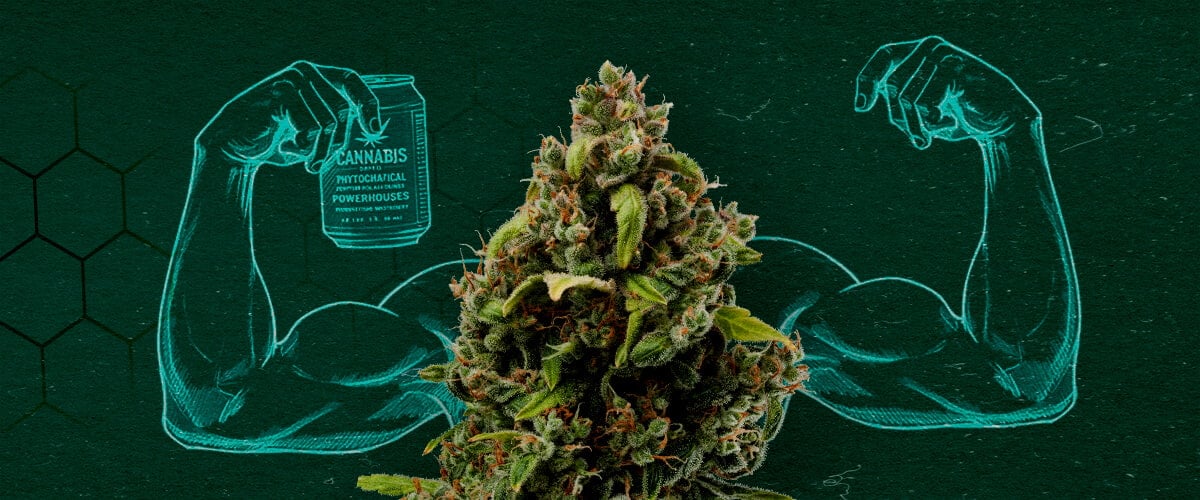 Cannabis bud flexing muscles, representing its power as a natural fungicide.