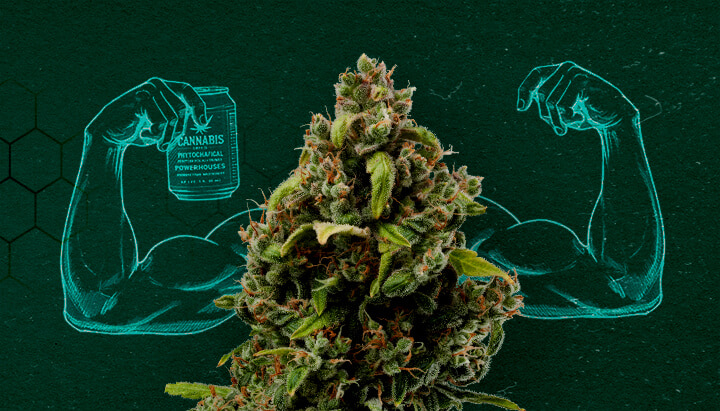 Cannabis bud flexing muscles, representing its power as a natural fungicide.