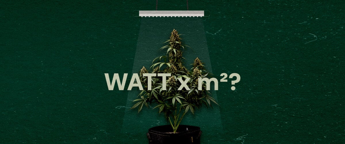 An illustration of a cannabis plant under an LED grow light with 