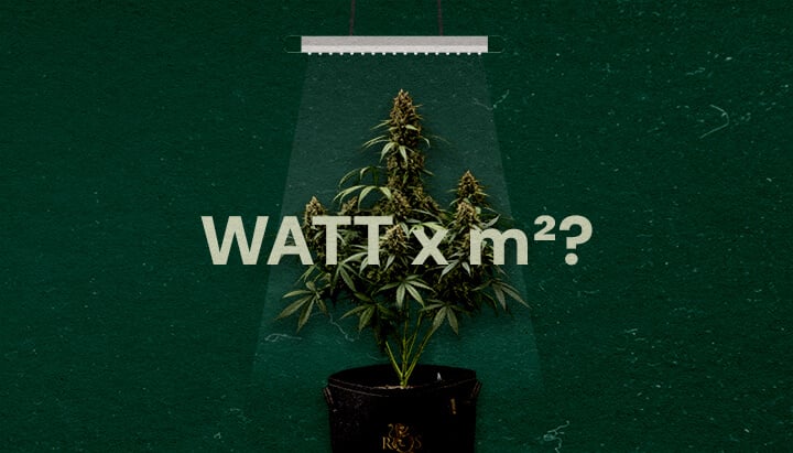 An illustration of a cannabis plant under an LED grow light with 