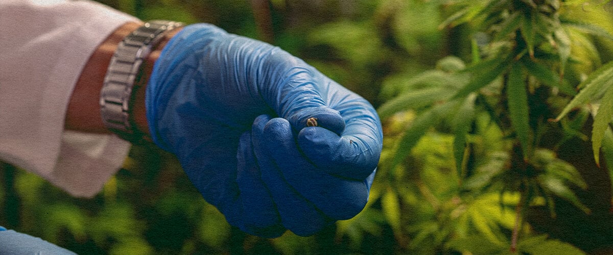 How To Avoid Pollination Issues: Pollen Sac Image Close-up of a male cannabis plant with pollen sacs, illustrating how to avoid pollination issues on a dark green background, ideal for cannabis cultivation tips.