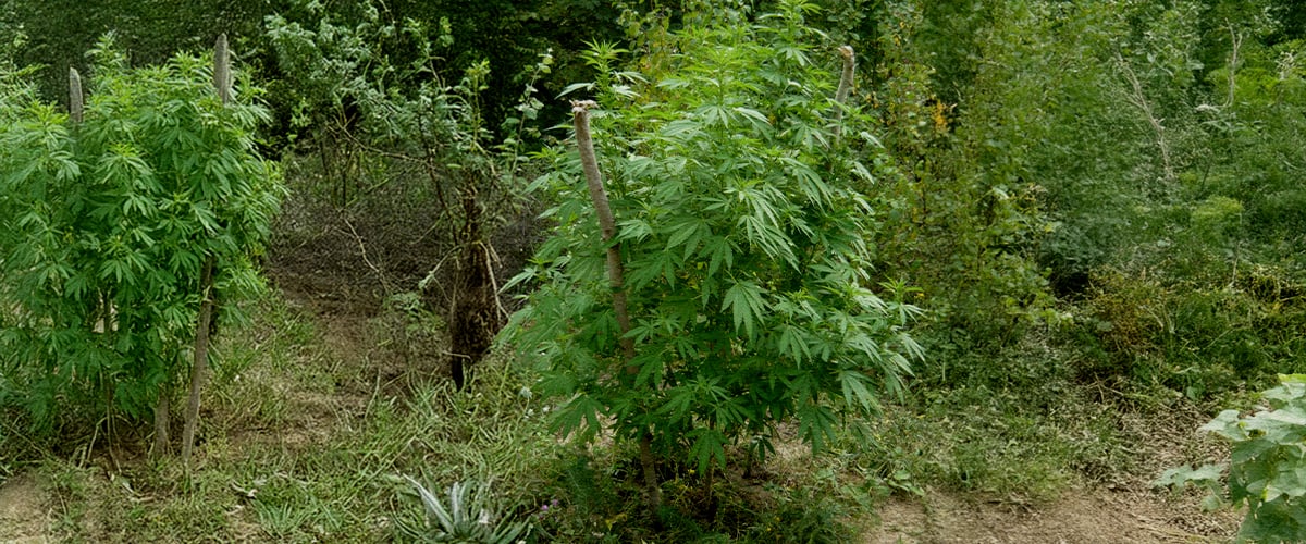 How to Find the Best Spot for Your Guerrilla Cannabis Grow