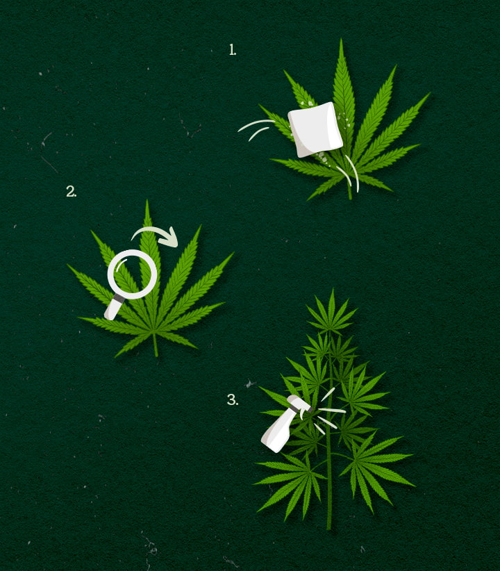 Illustration showing cannabis application methods: spray, wipe, or fog, with green and white design on a dark background.