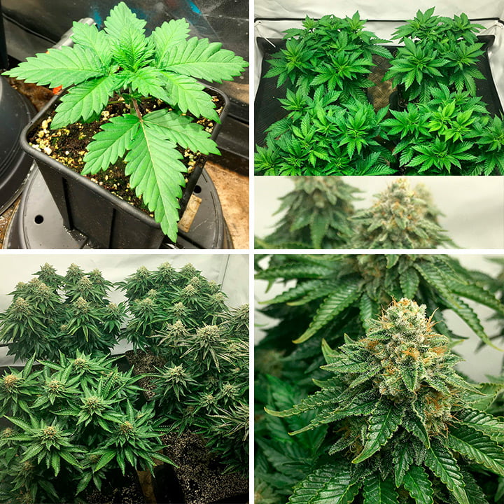 ICE grow stages ICE grow stages