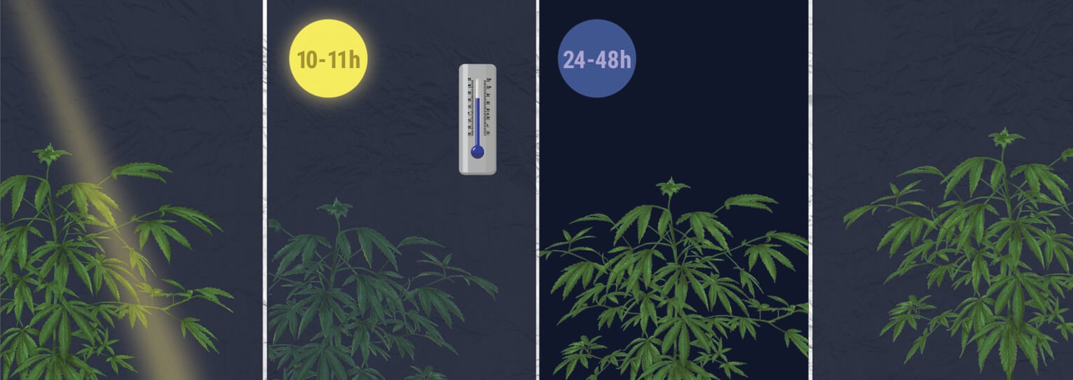 How Do You Force A Photoperiod Plant To Flower? How Do You Force A Photoperiod Plant To Flower?