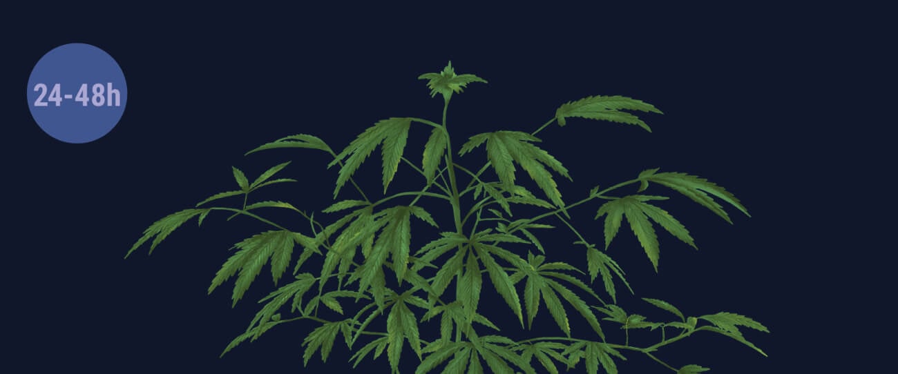 Shock Your Plants With Darkness Shock Your Plants With Darkness