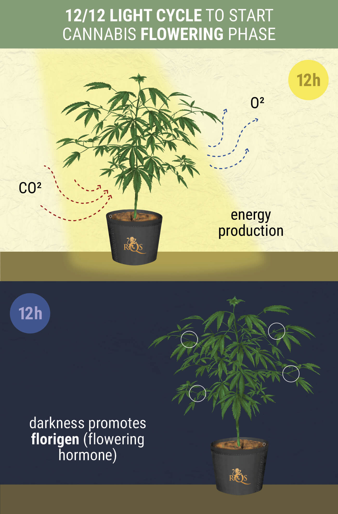 What To Do When Indoor Cannabis Won't Flower RQS Blog