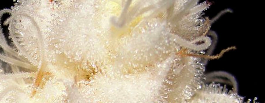 Albino Cannabis Crop 