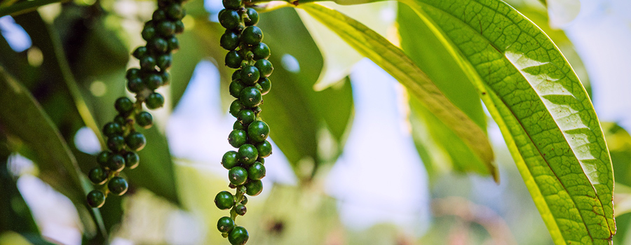 Beta Caryophyllene Terpene Present In Black Pepper And Cannabis