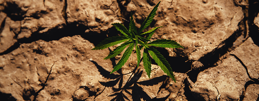Cannabis Plant Grown In Drought Conditions
