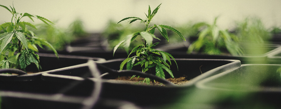 Fertigation System Cannabis Indoor