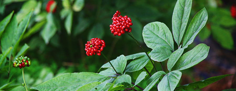 Humulene Terpene Ginseng And Cannabis