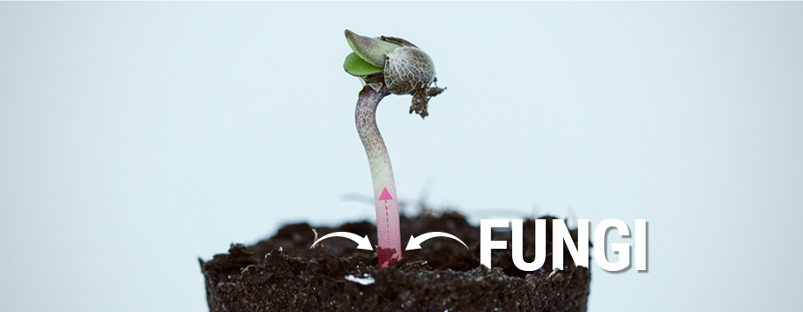 Fungi That Causes Damping-Off Cannabis