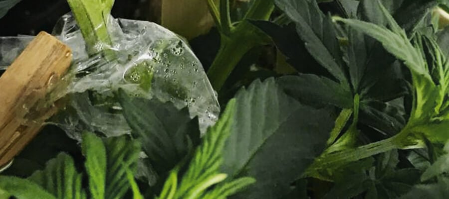 Craft Cannabis Plant 
