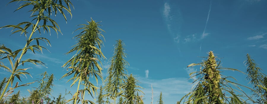 Hemp Field