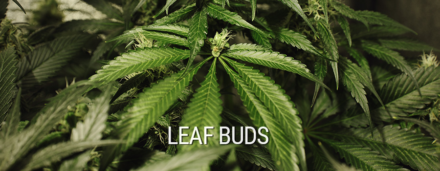 Leaf Buds Cannabis Mutation
