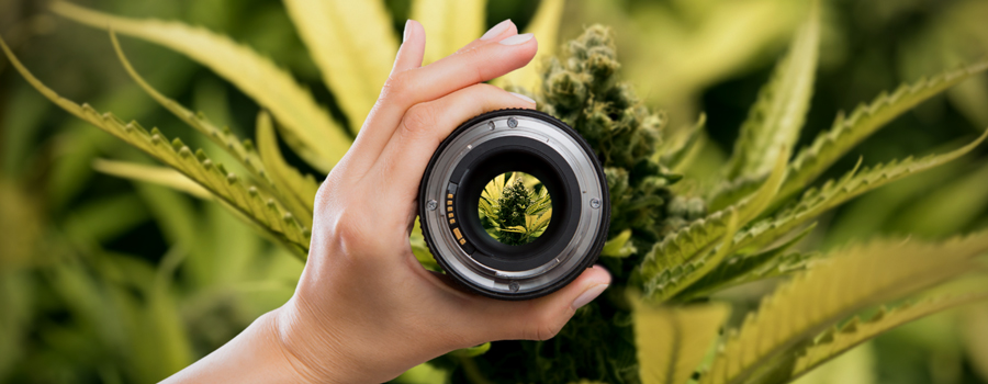 Camera Setup Lenses Cannabis Photography