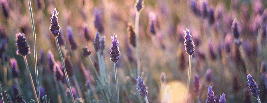 Lavender Fields