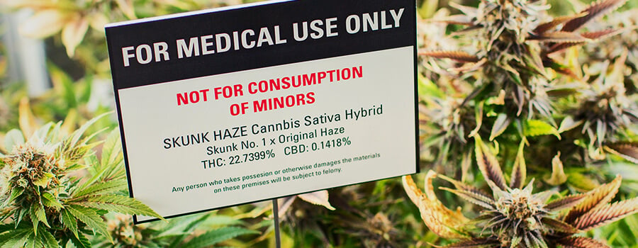 Cannabis Plantation For Medical Marihuana