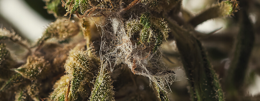 Mold in a Cannabis Bud