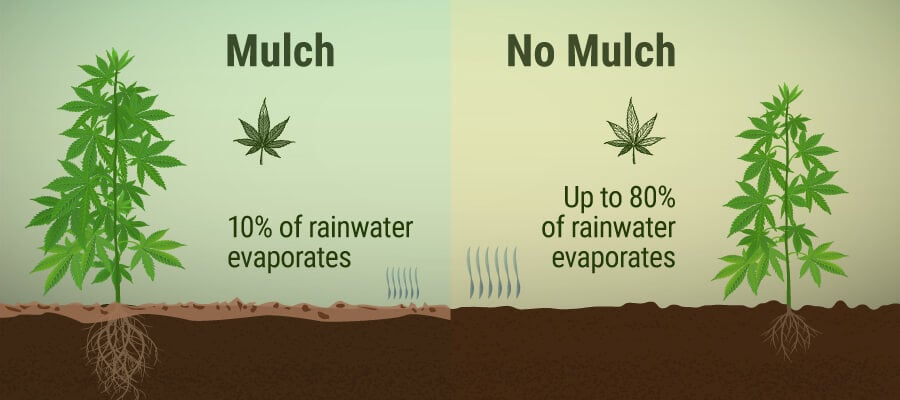 What Is Mulch, and What Benefits Can It Bring to Your Cannabis Garden?