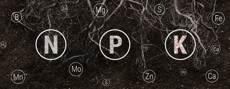 Nutrient Balance For Roots Of Cannabis Plant