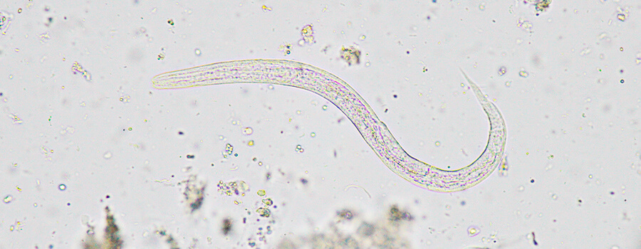 Soil miscroscopic view Soil miscroscopic view