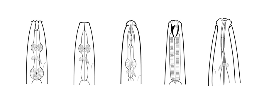 Type of Nematodes Type of Nematodes