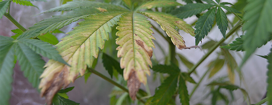 Symptoms of Plant Parasitic Nematodes Symptoms of Plant Parasitic Nematodes