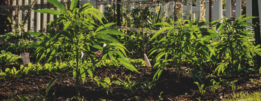 The Benefits of No-Till Cannabis Farming