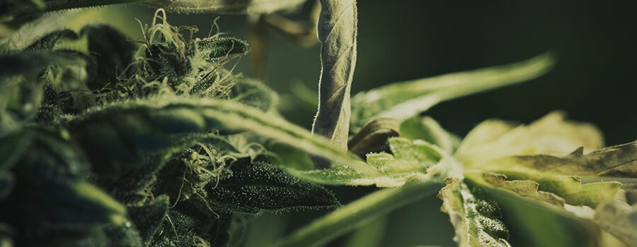 Pistils and Trichomes In A Cannabis Bud