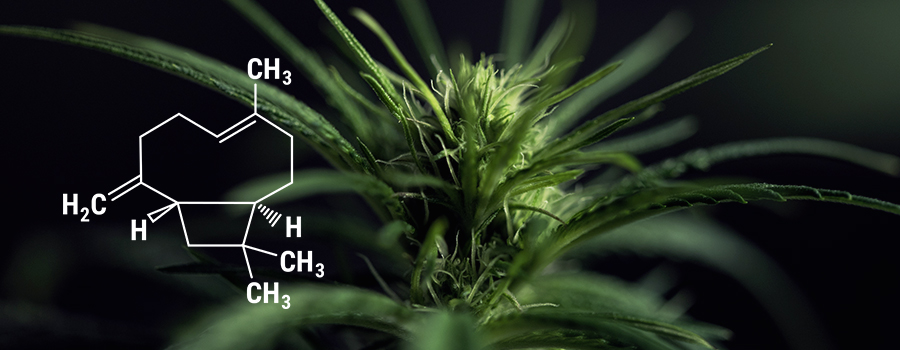 Beta Caryophyllene Cannabis Plant