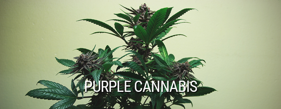 Purple Cannabis Cannabis Mutation