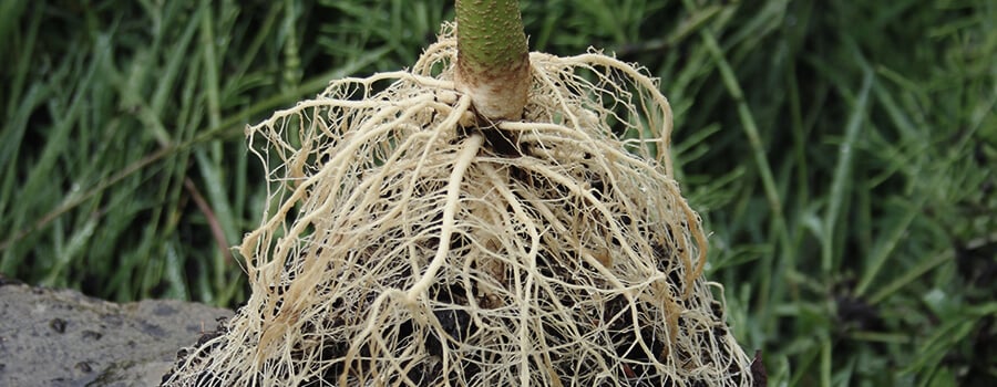 Healthy Cannabis Roots