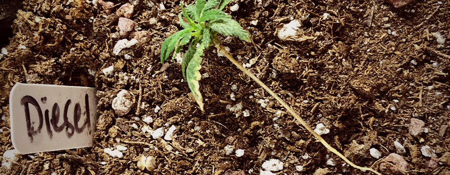 Damping Off Fungal Wilt Cannabis Plant