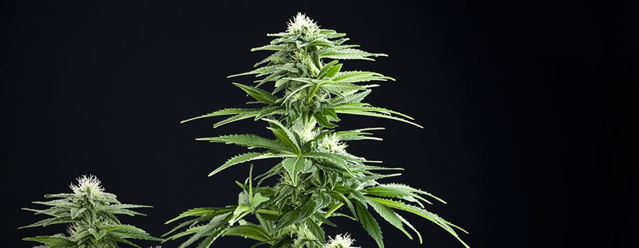 Shining Silver Haze Royal Queen Seeds