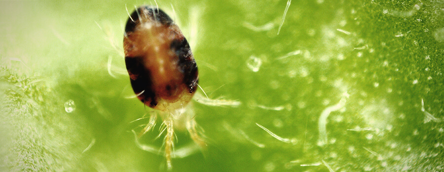 Spider Mites Cannabis