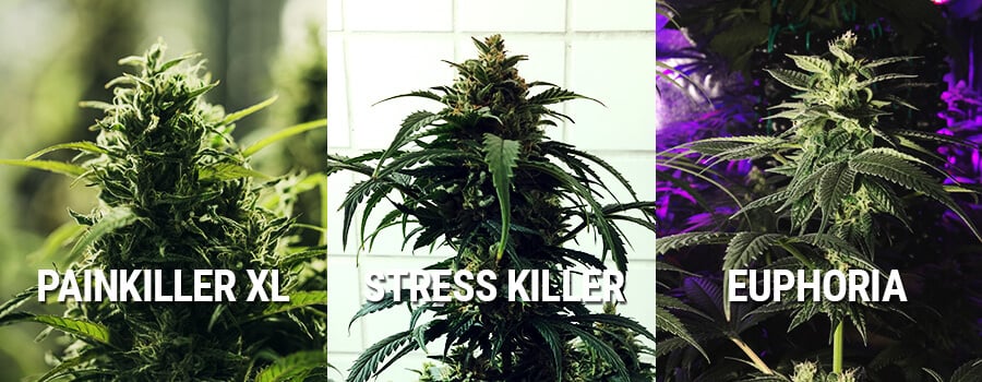 Marijuana Euphoria, Painkiller XL and Stress Killer
