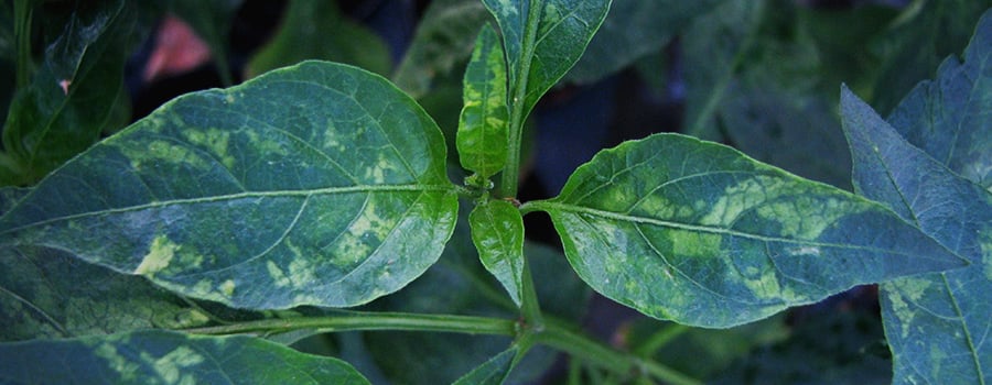 Inner Tobacco Mosaic Virus TMV