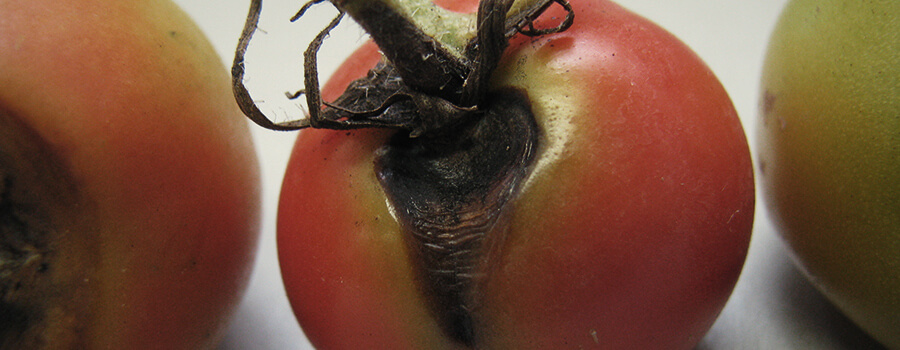 Alternaria Fungus on Tomato