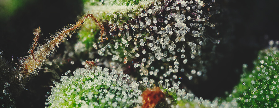 Trichomes And Terpenes are Essential for the Cannabis Aroma