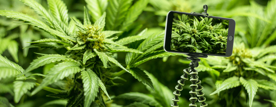 Tripod For Steady Shots Cannabis 
