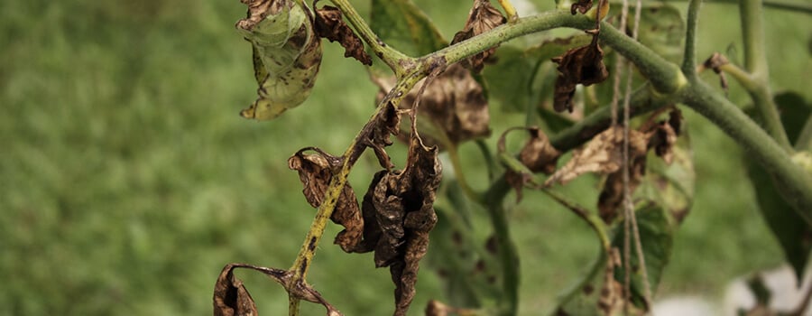 Verticillium Fungus 