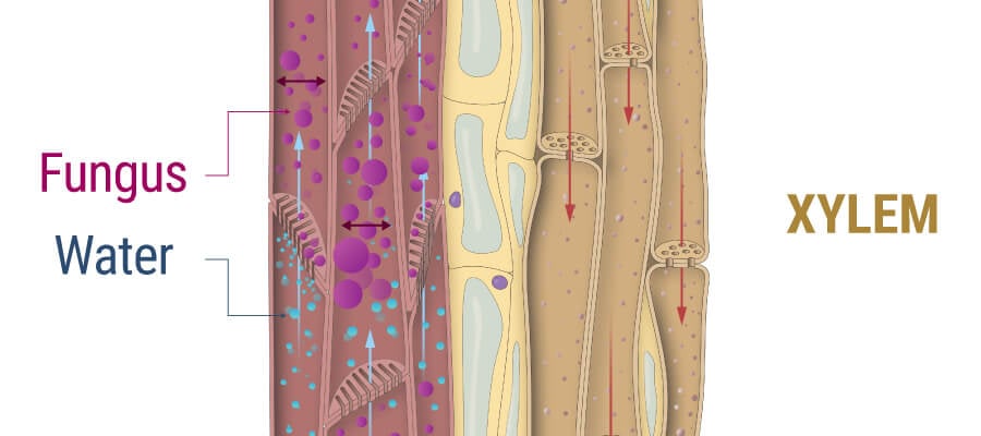 How Fungus Affects Xylem Of Cannabis Plant
