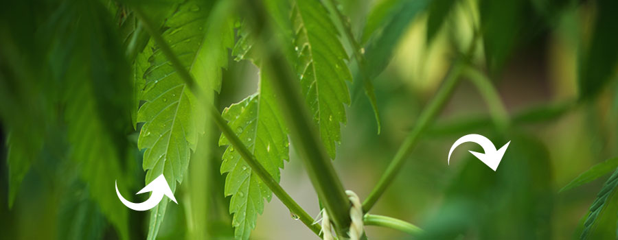 Foliar Spraying Cannabis