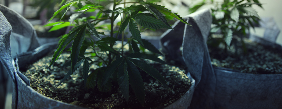 cannabis cultivation cats and dogs