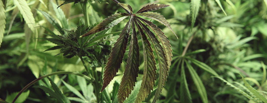 Molybdenum deficiency cannabis plantation